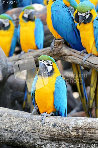 Image of Big beautiful macaws 