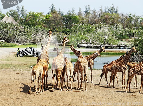 Image of herd of giraffes