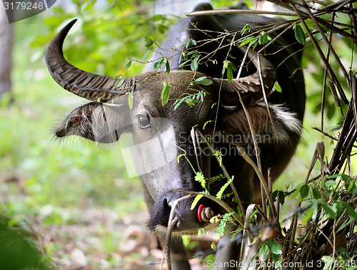 Image of Beautiful black cow 