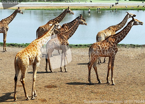 Image of herd of giraffes