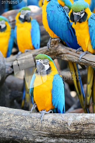 Image of Big beautiful macaws 