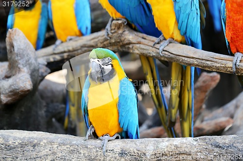 Image of Big beautiful macaws 