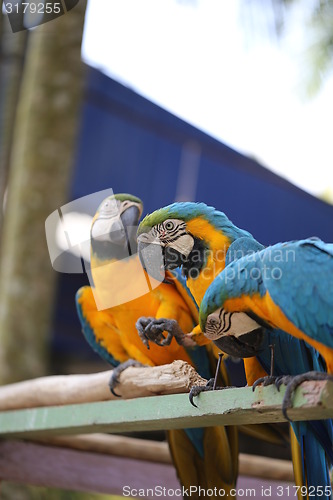 Image of macaws
