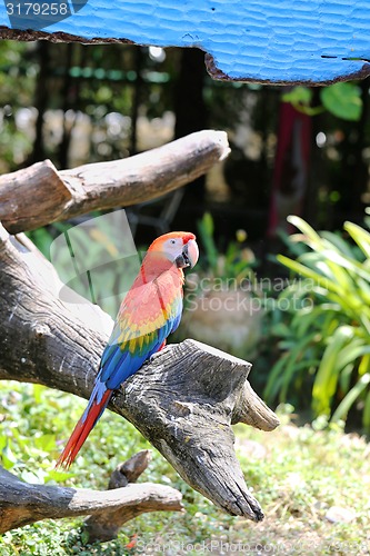 Image of Big beautiful macaws 