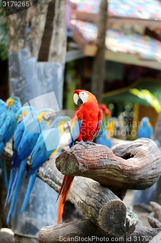 Image of Big beautiful macaws 
