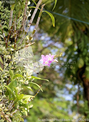 Image of Beautiful flower 