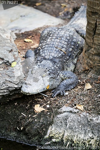 Image of big crocodile