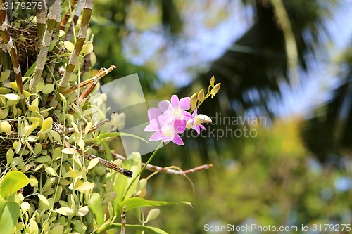 Image of Beautiful flower 