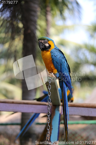 Image of Big beautiful macaws 
