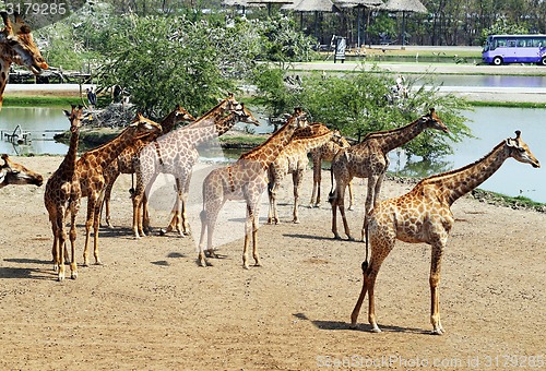 Image of herd of giraffes