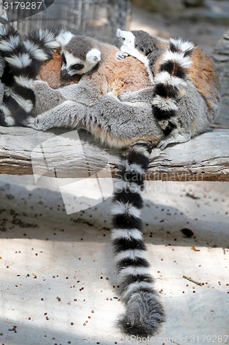 Image of beautiful lemur