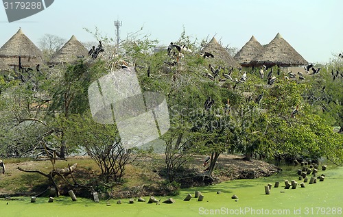 Image of flock of pelicans