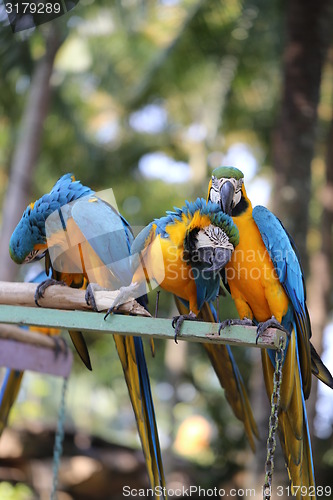 Image of Big beautiful macaws 