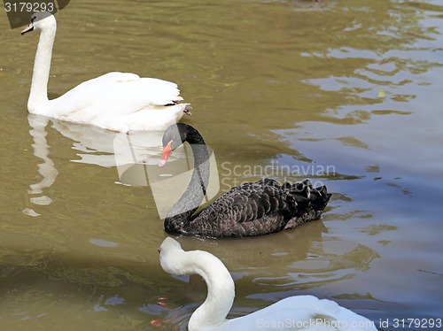 Image of White and black swan