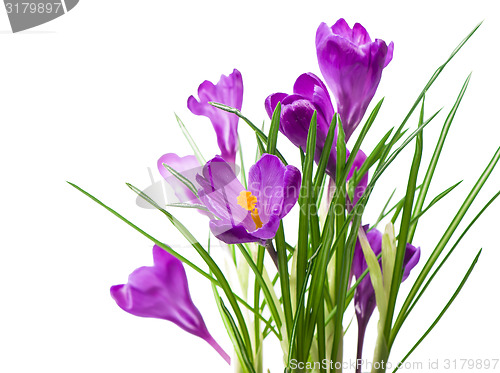 Image of crocuses