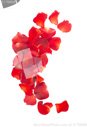 Image of Red rose petals 