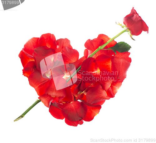 Image of Red rose petals 