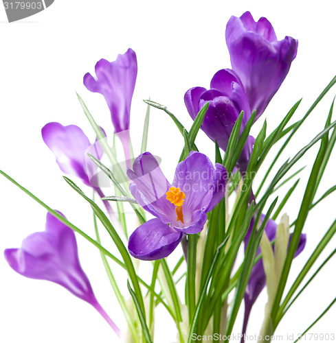 Image of crocuses