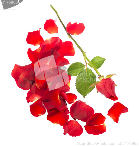 Image of Red rose petals 