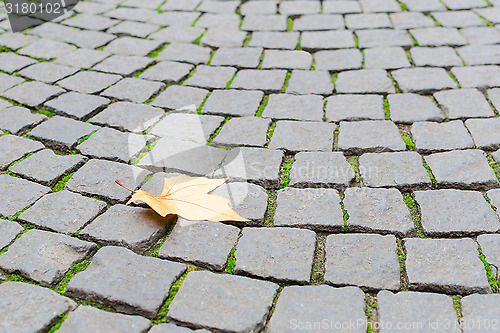 Image of Single autumn maple yellow leaf fall on paved cobblestone paveme