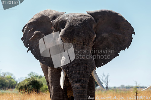 Image of African Elephant in Caprivi Game Park