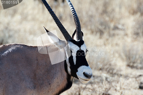 Image of portrait of Gemsbok, Oryx gazella