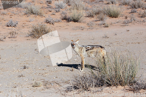Image of black-backed jackal (Canis mesomelas) lying in Etosha park