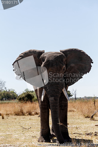 Image of African Elephant in Caprivi Game Park