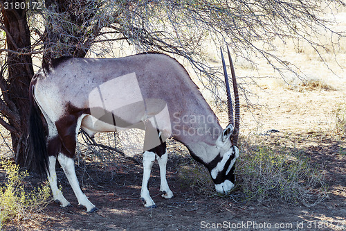 Image of Gemsbok, Oryx gazella