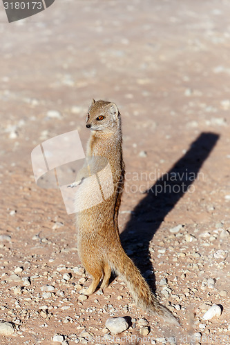 Image of Yellow mongoose, Kalahari desert, South Africa