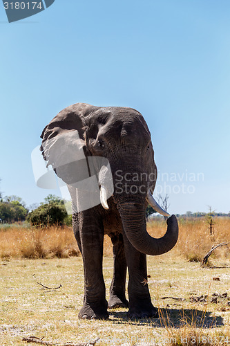 Image of African Elephant in Caprivi Game Park