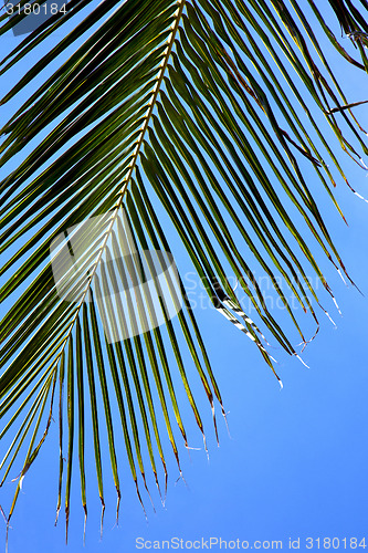 Image of  bark in kho tao   bay asia isle white   tree    thailand  and  