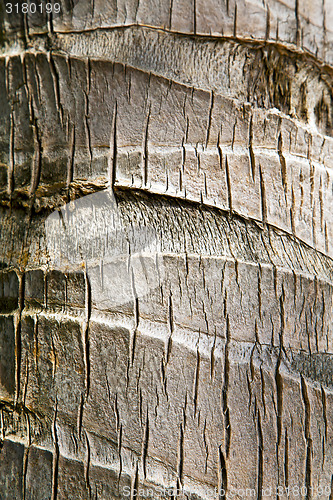 Image of  bark in kho tao   bay    tree    thailand  