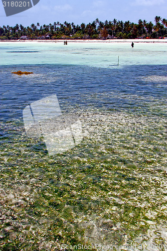 Image of seaweed beach   in zanzibar  people