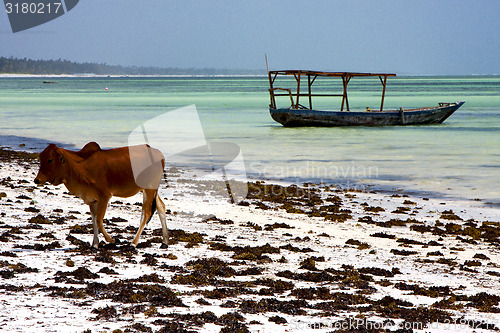 Image of africa cow  boat pirague in the  blue lagoon relax  of zanzibar 