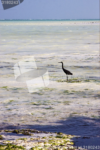 Image of coastline  bird in the  blue lagoon relax  of zanzibar 