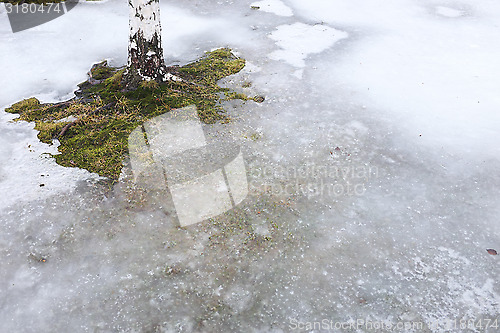Image of ground is covered with ice and birch trunk