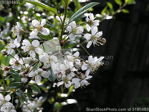 Image of cherry blossoms in spring on dark background