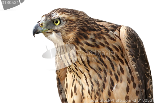 Image of eurasian sparrowhawk on white background