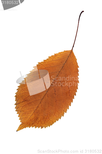 Image of orange color faded leaf