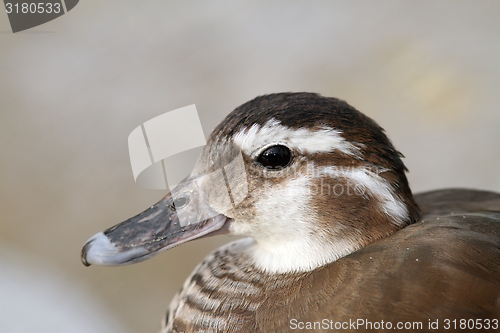 Image of female mandarin duck portrait