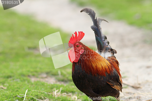 Image of colorful rooster coming towards camera