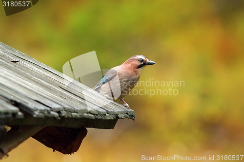 Image of eurasian jay on traditional roof
