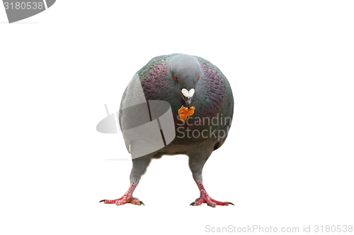 Image of pigeon with bread in beak over white