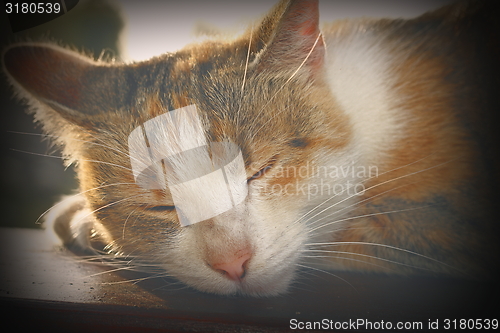 Image of vintage portrait of a cat