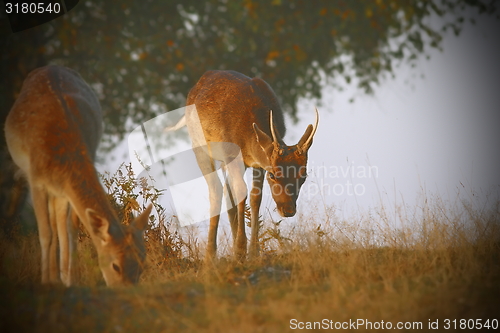 Image of fallow deers with instagram effect