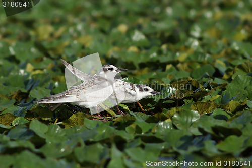 Image of juveniles whiskered tern