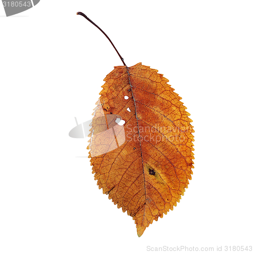 Image of isolation of a beautiful faded cherry leaf