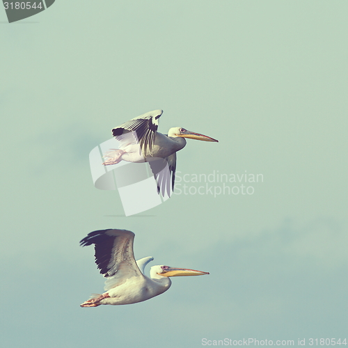 Image of pelicans in flight with vintage effect