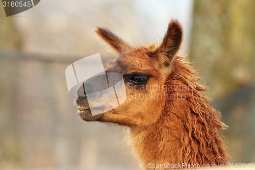Image of llama head close-up 